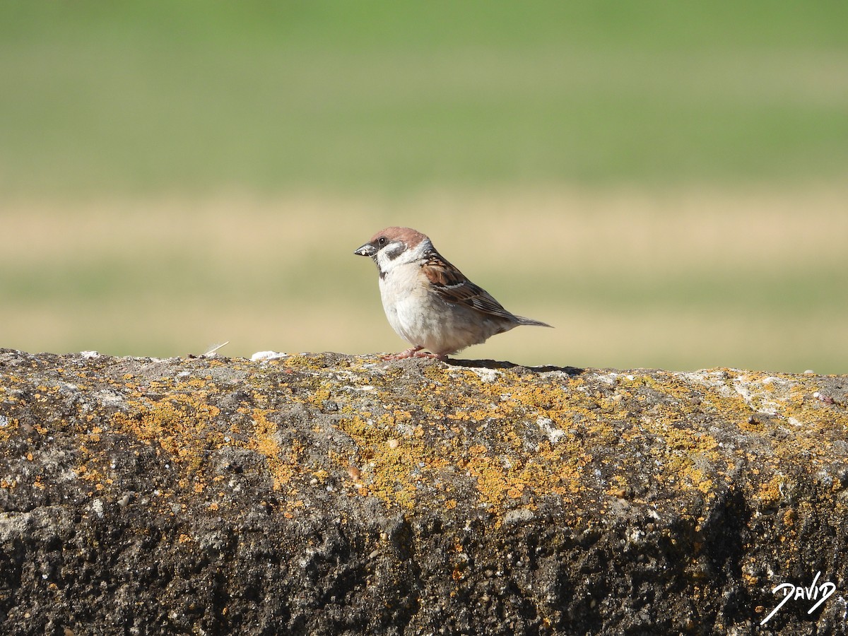 Eurasian Tree Sparrow - ML620675628