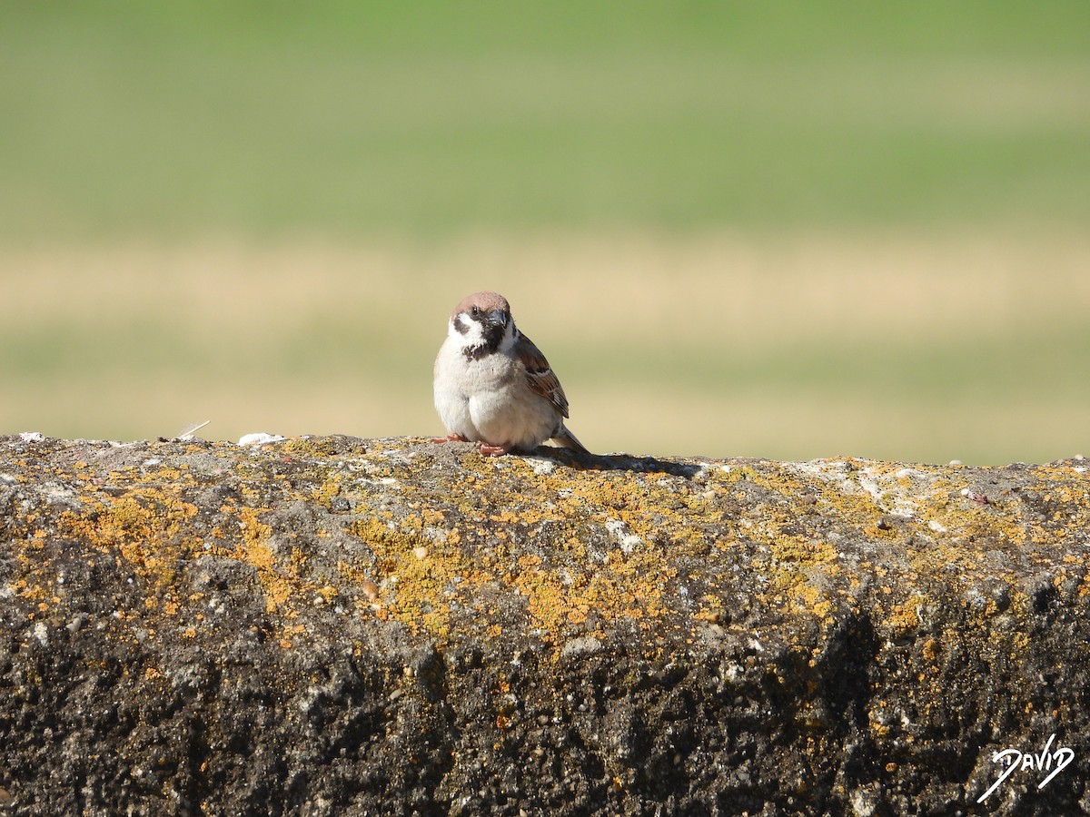 Eurasian Tree Sparrow - ML620675629