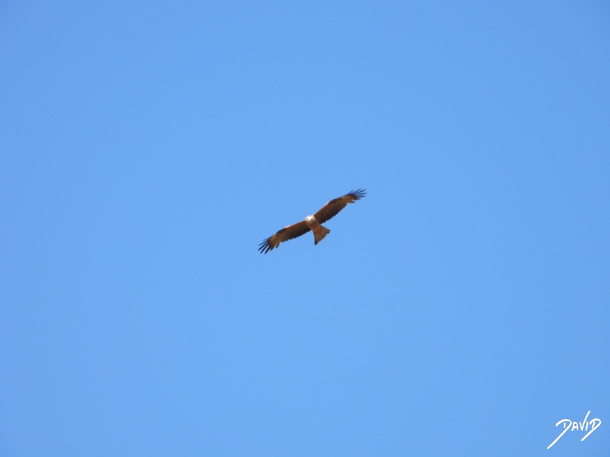 Red Kite - ML620675631