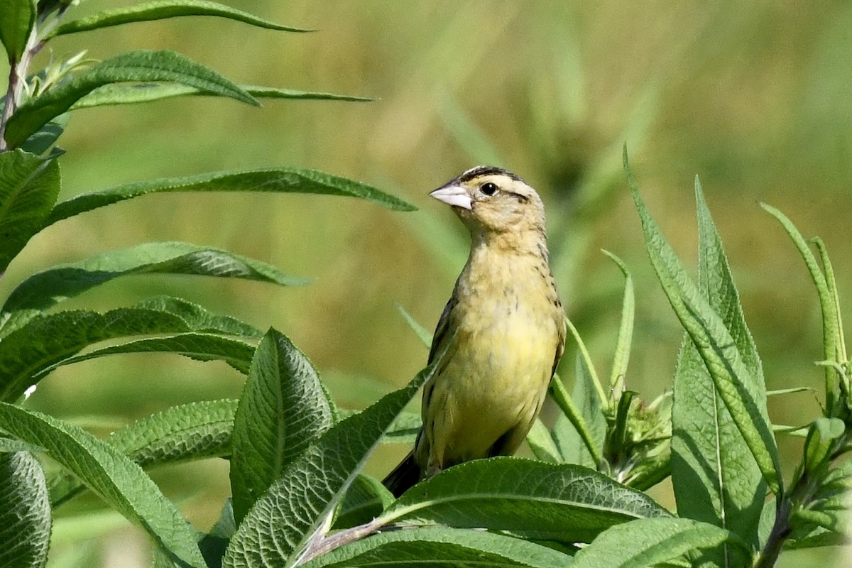 bobolink americký - ML620675632