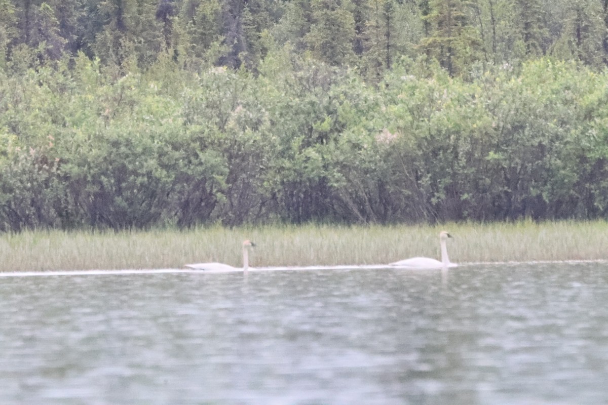 Trumpeter Swan - ML620675633