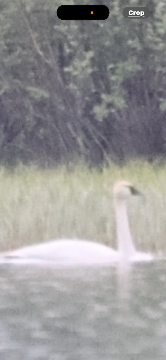 Trumpeter Swan - ML620675634