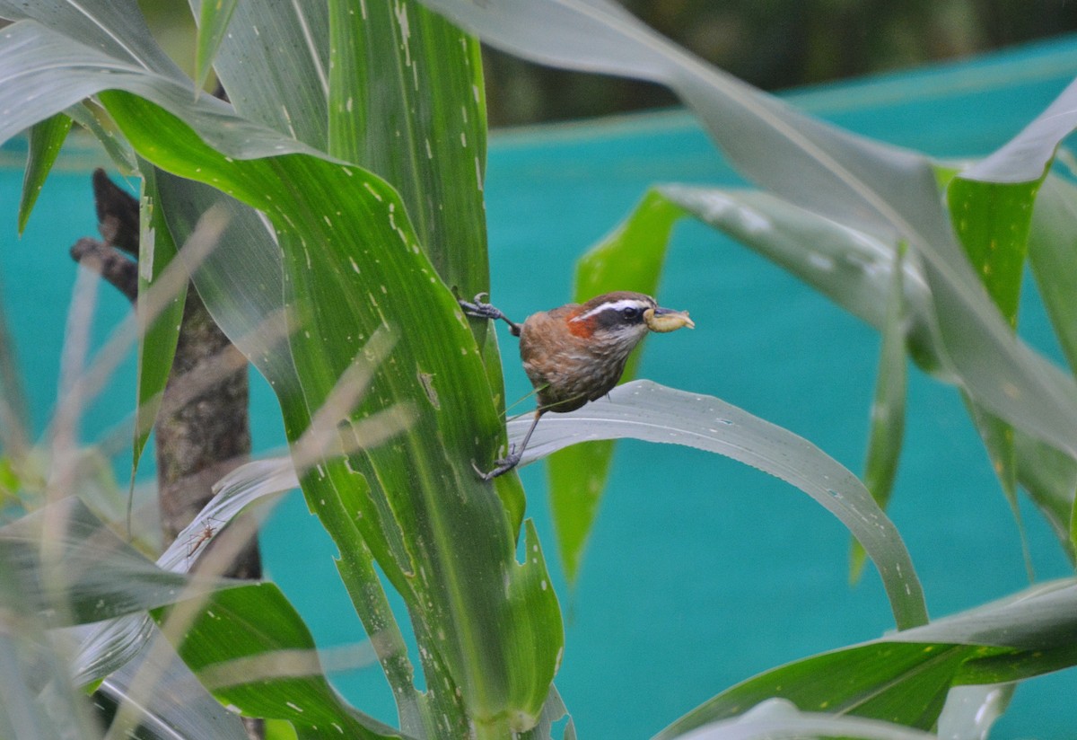 Streak-breasted Scimitar-Babbler - ML620675635