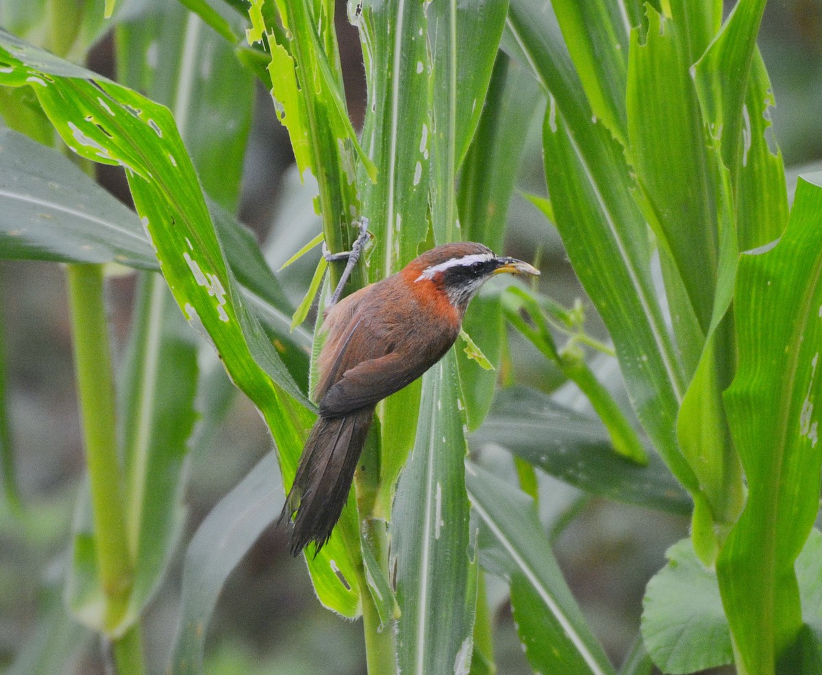 Streak-breasted Scimitar-Babbler - Anish  Bera