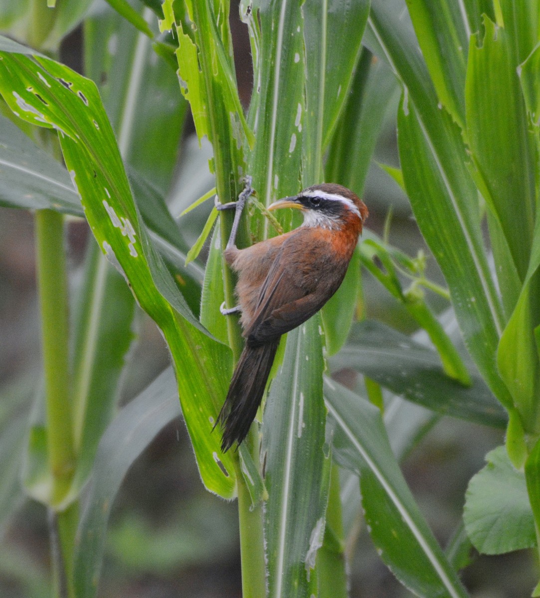 Streak-breasted Scimitar-Babbler - ML620675637