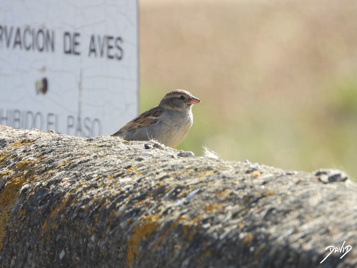 Moineau domestique - ML620675639