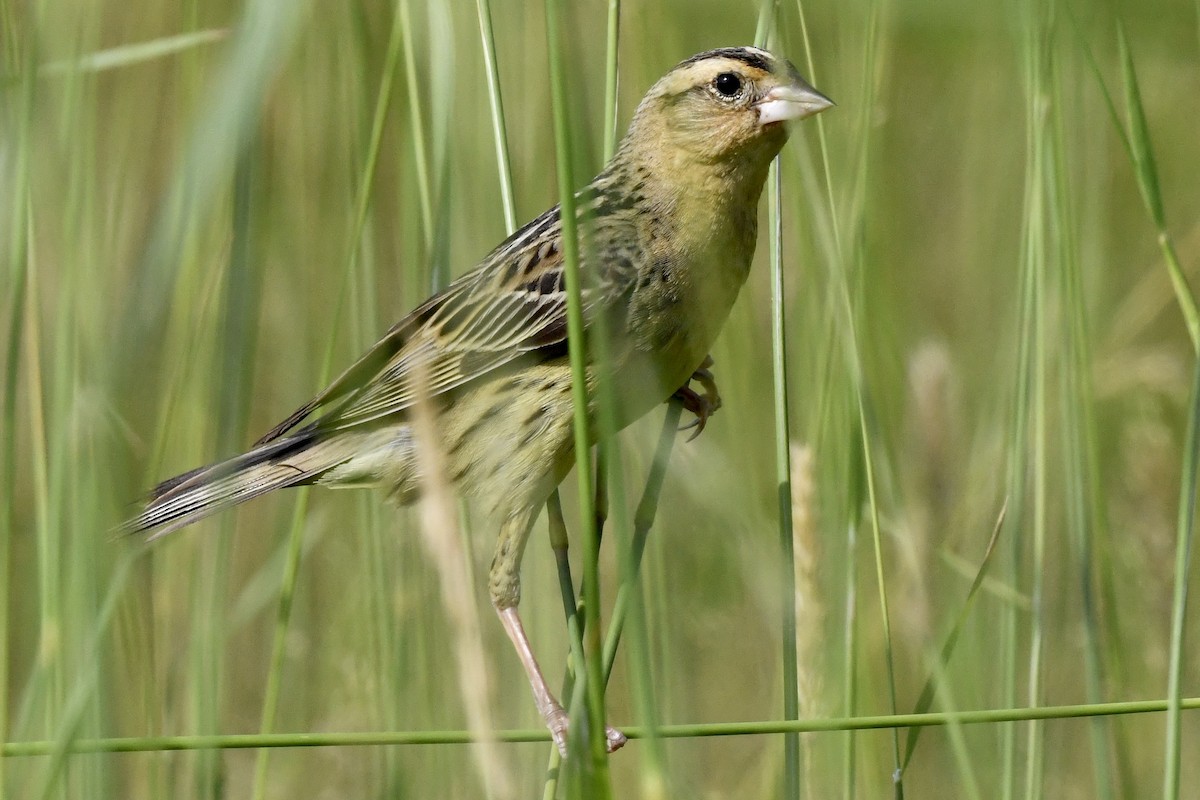 bobolink americký - ML620675640