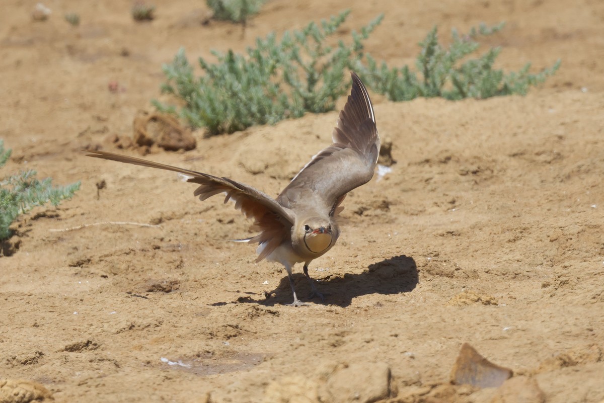 Collared Pratincole - ML620675646