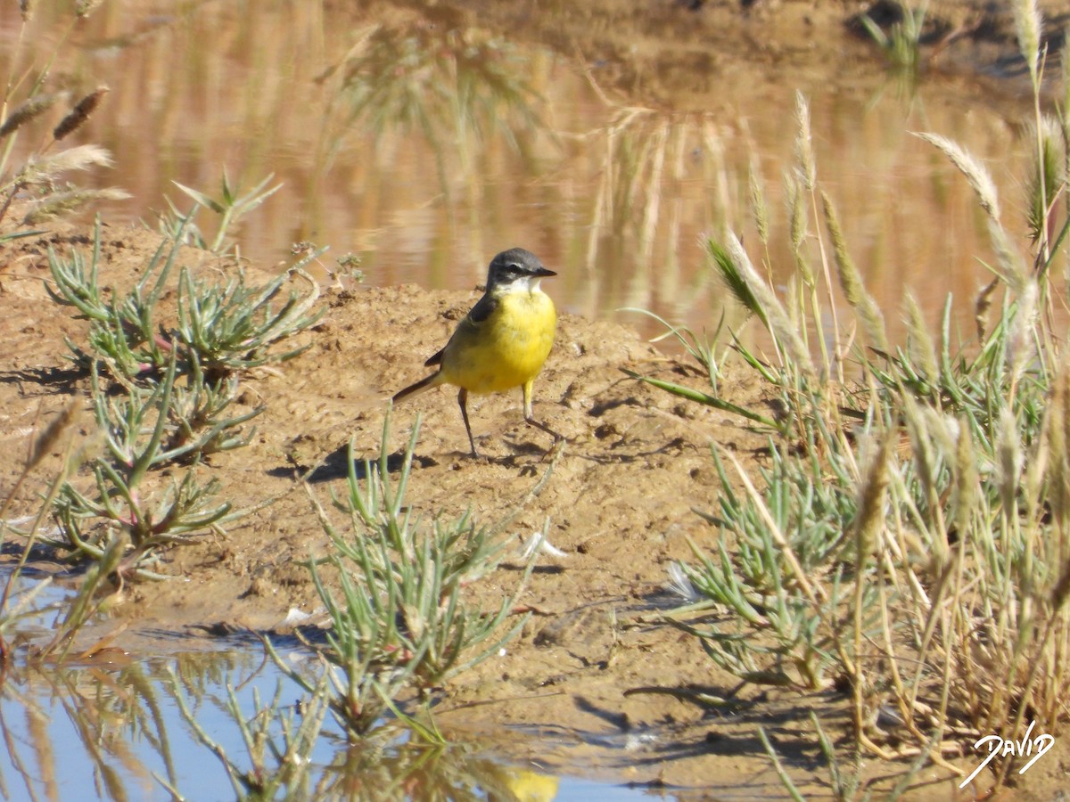 Western Yellow Wagtail - ML620675647