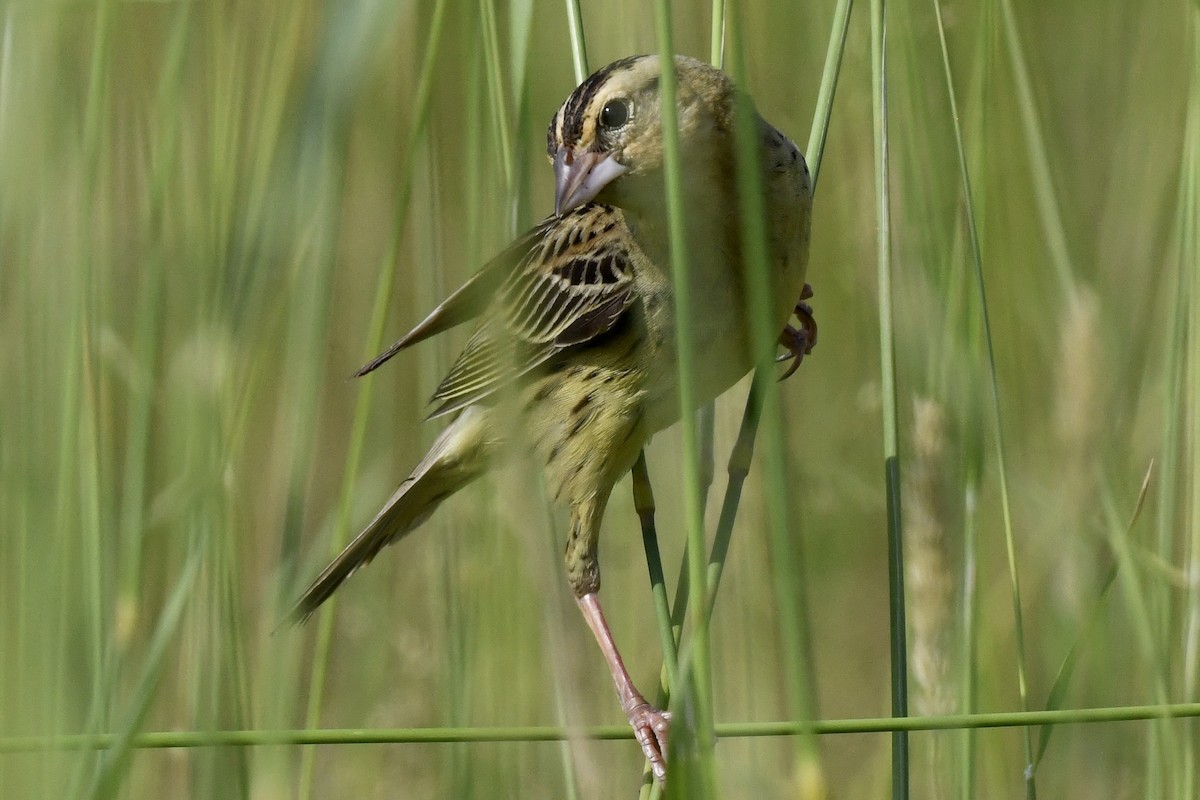 Bobolink - Stephen Broker