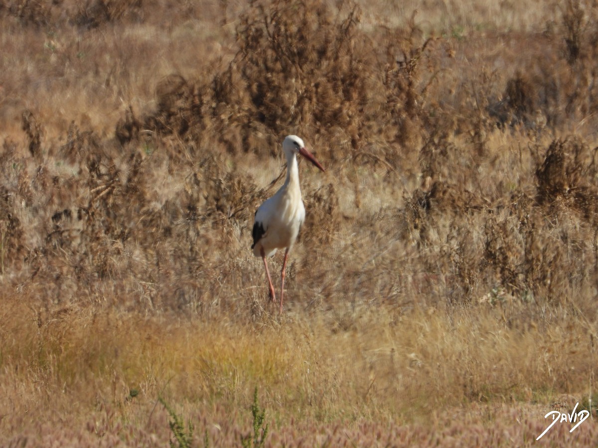 White Stork - ML620675650