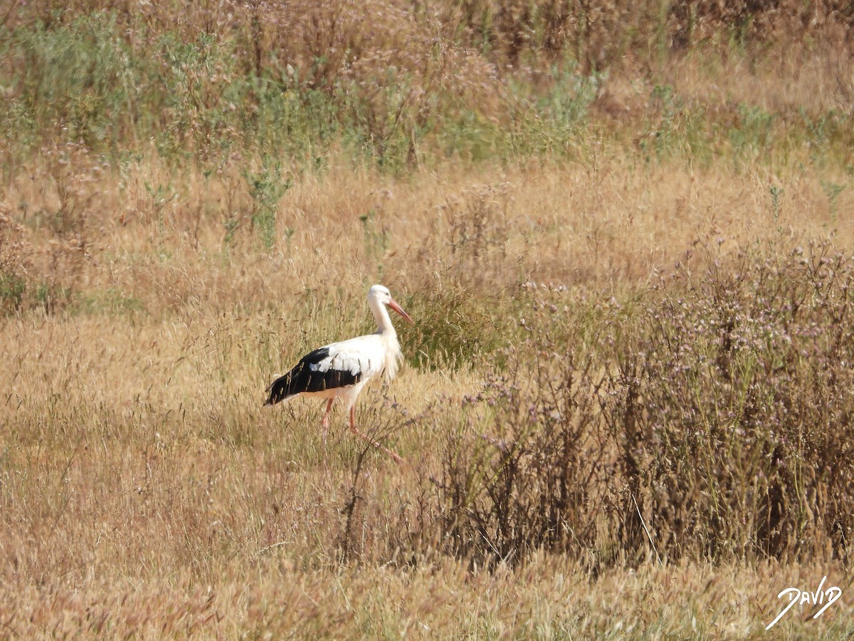 White Stork - ML620675651