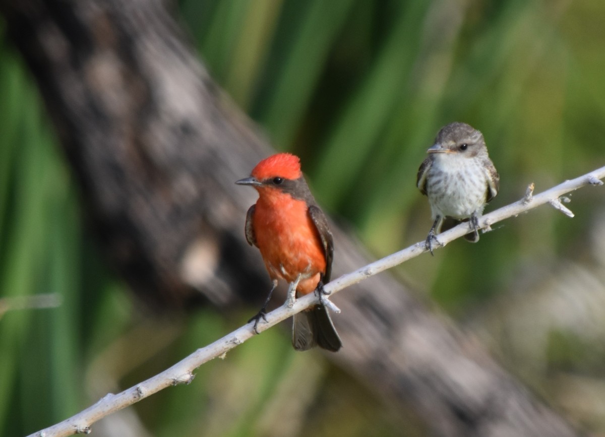 Vermilion Flycatcher - ML620675653