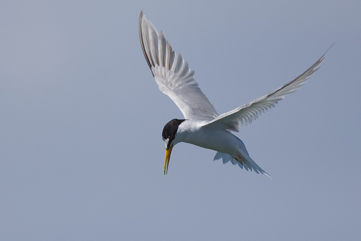 Little Tern - Kevin Honour