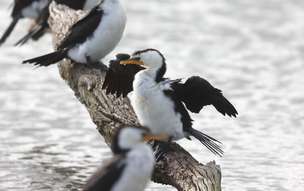 Little Pied Cormorant - ML620675662