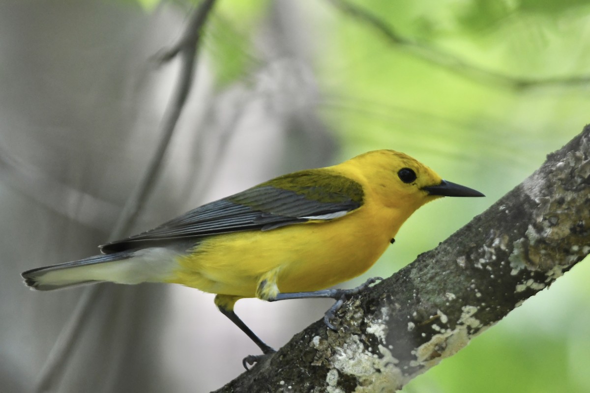 Prothonotary Warbler - ML620675663