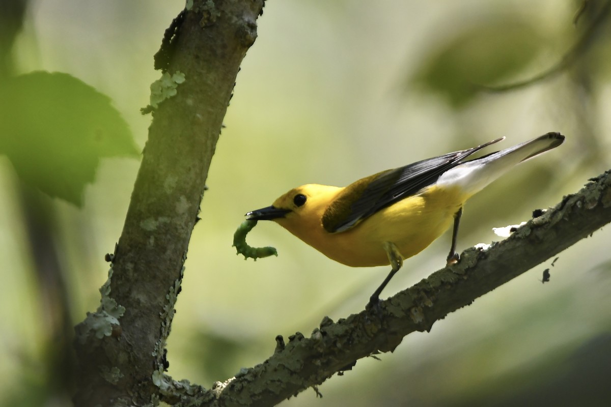 Prothonotary Warbler - ML620675664