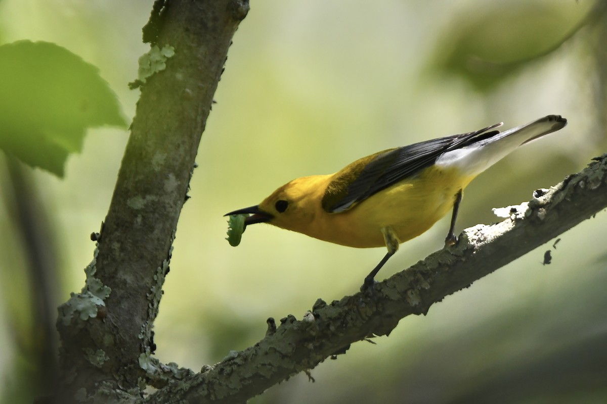 Prothonotary Warbler - ML620675665