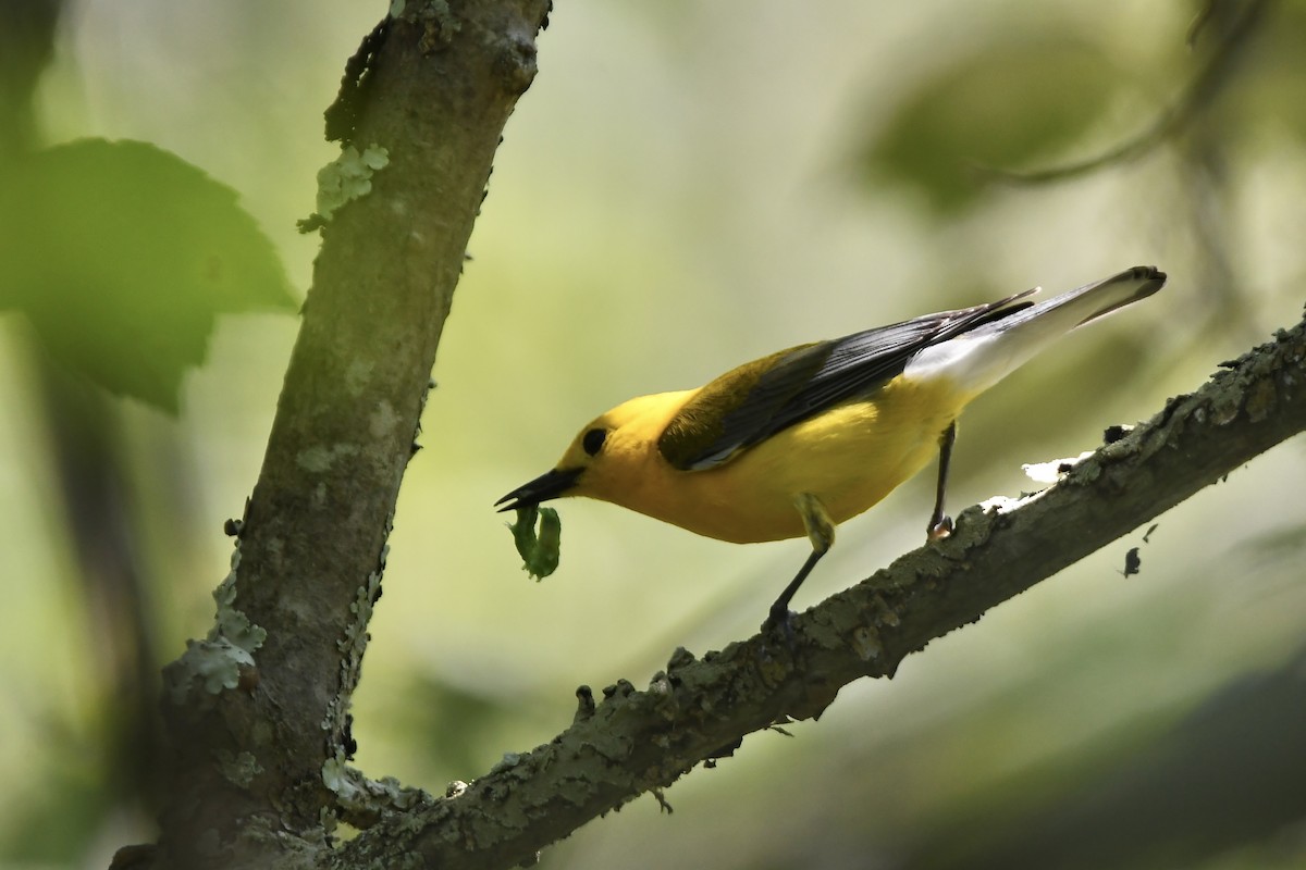 Prothonotary Warbler - ML620675666