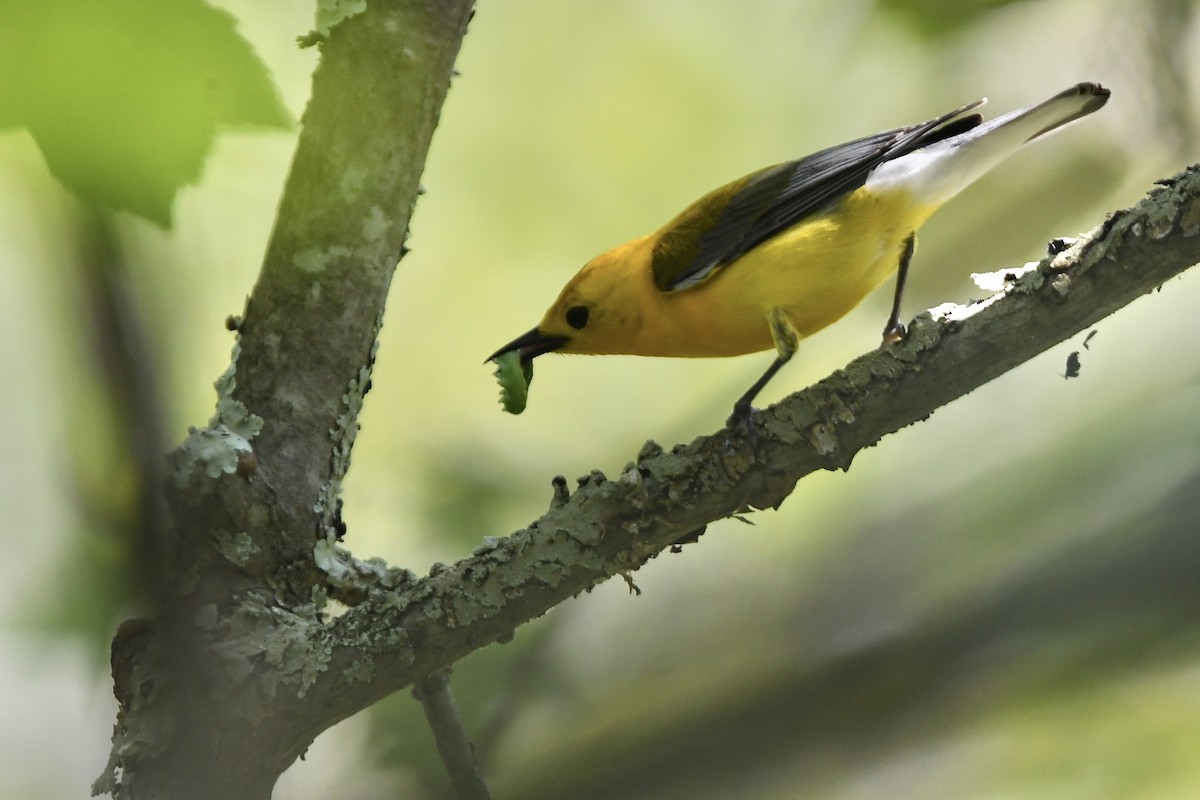 Prothonotary Warbler - ML620675667