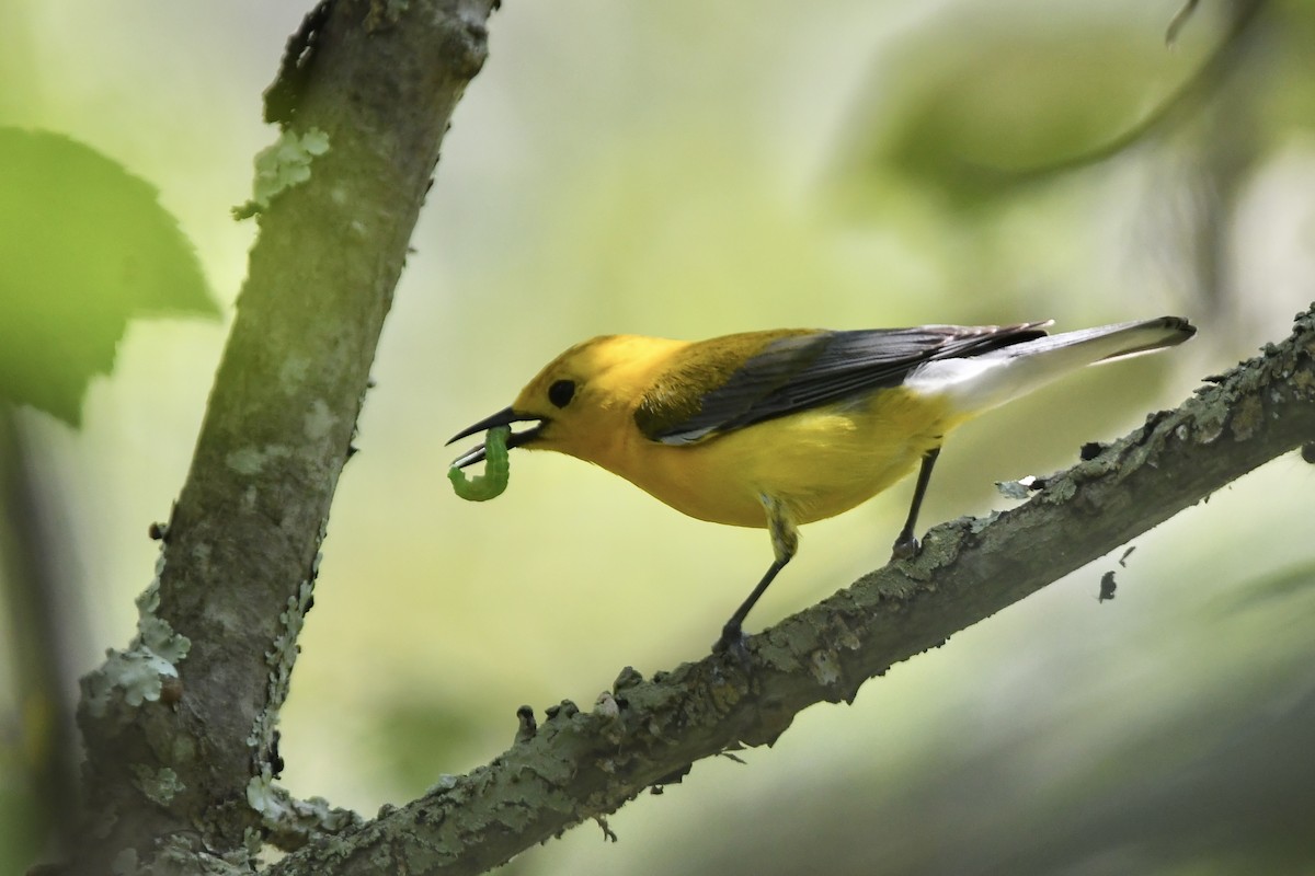 Prothonotary Warbler - ML620675668