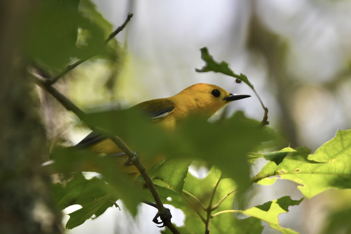 Prothonotary Warbler - ML620675669