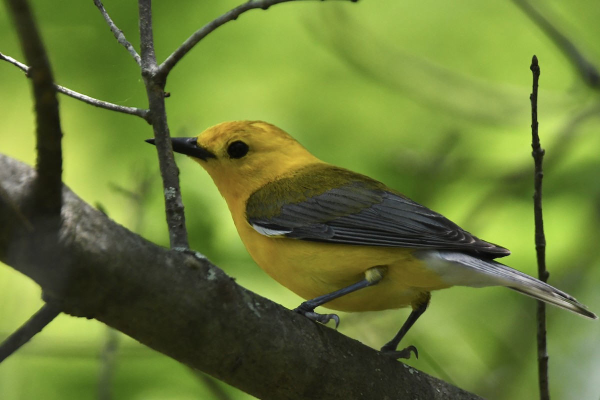 Prothonotary Warbler - ML620675670