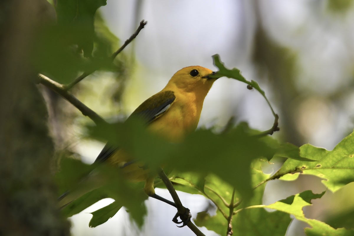 Prothonotary Warbler - ML620675671