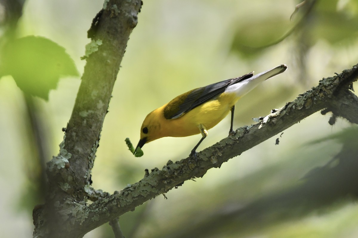 Prothonotary Warbler - ML620675672