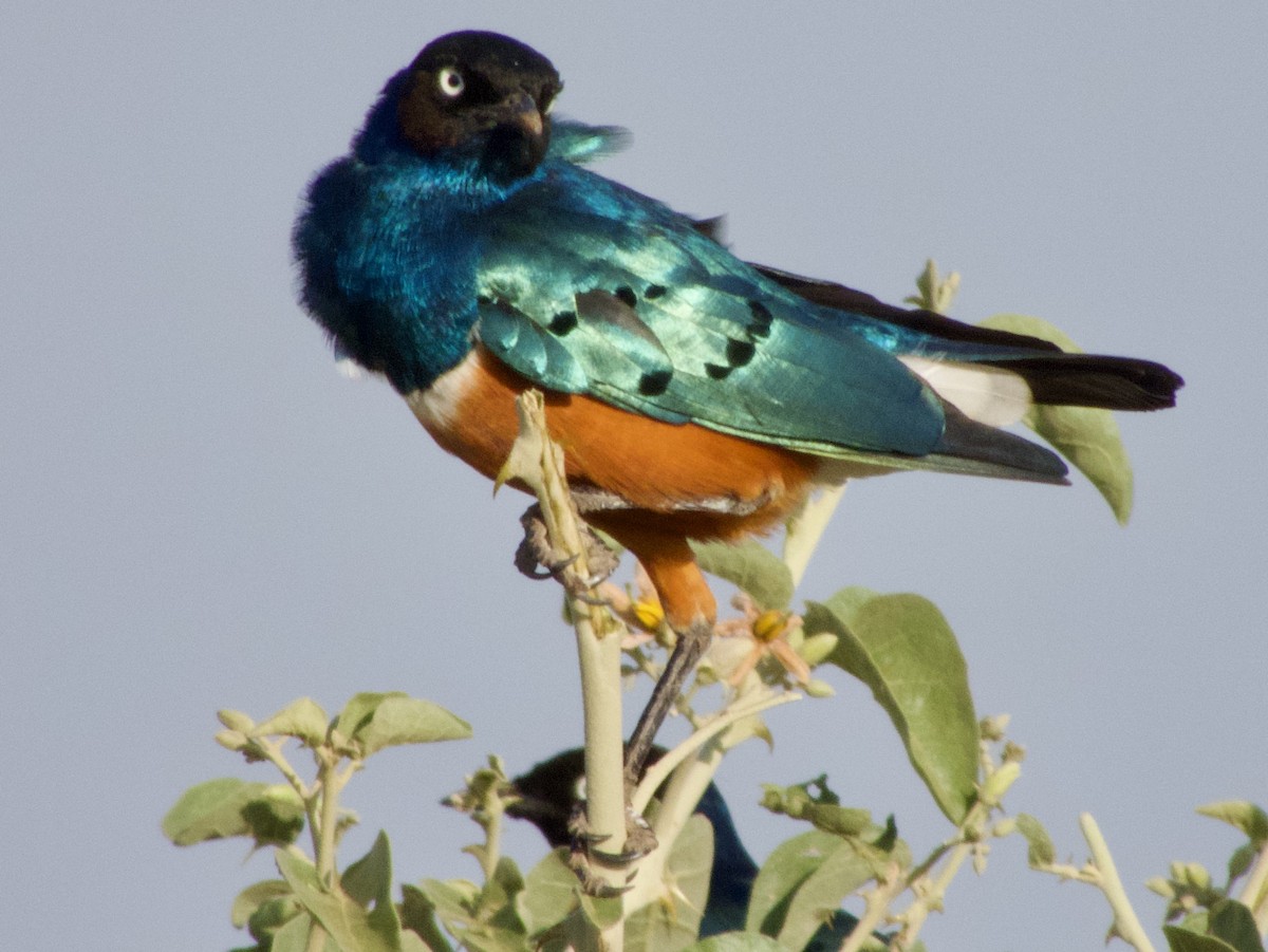 Superb Starling - ML620675679