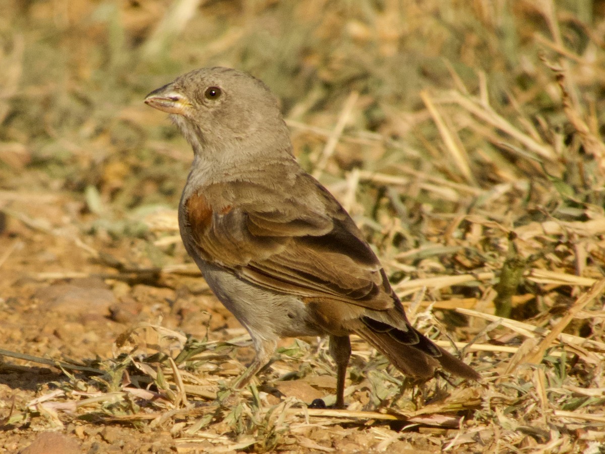 Swahili Sparrow - ML620675683