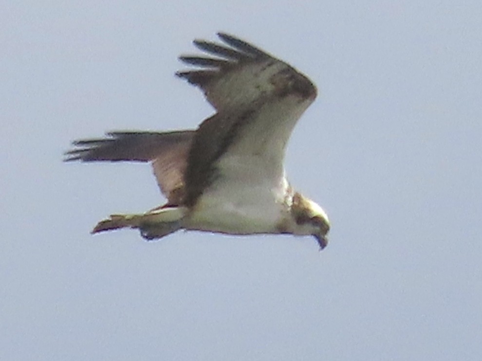 Águila Pescadora - ML620675692