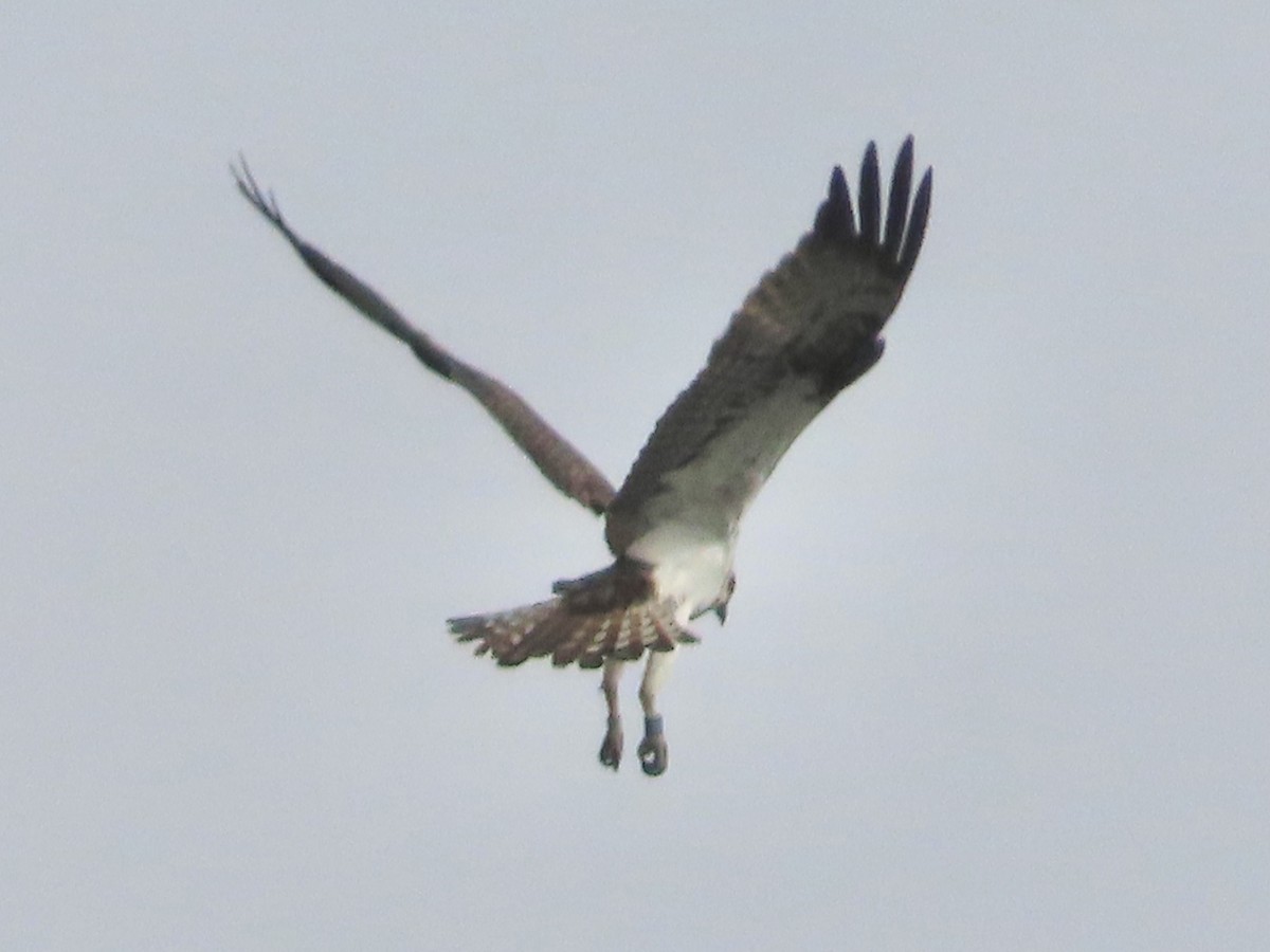 Águila Pescadora - ML620675695