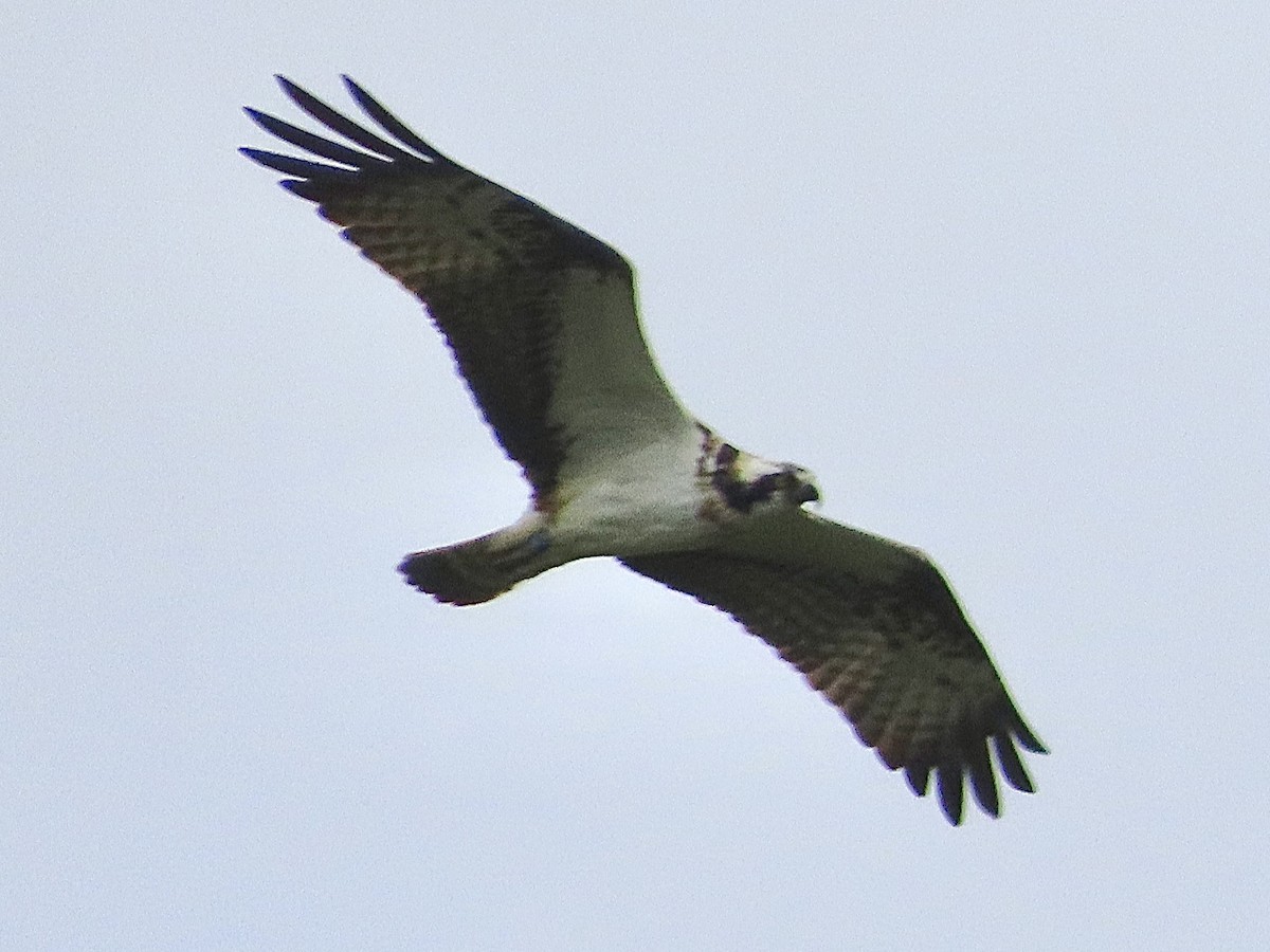 Águila Pescadora - ML620675696