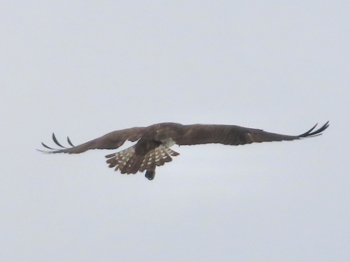 Águila Pescadora - ML620675697