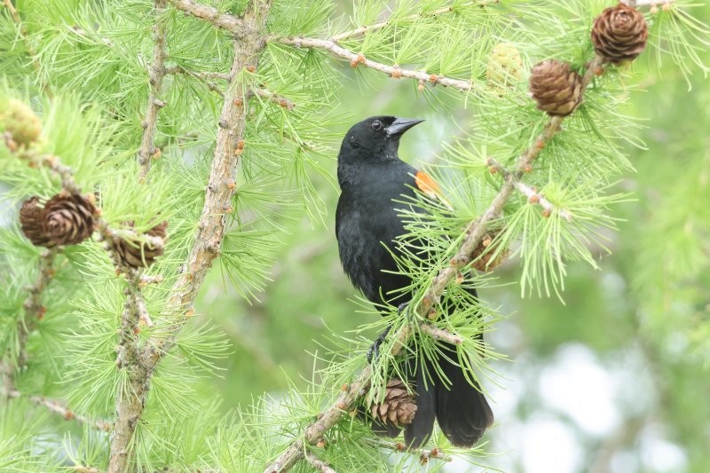 Red-winged Blackbird - ML620675698