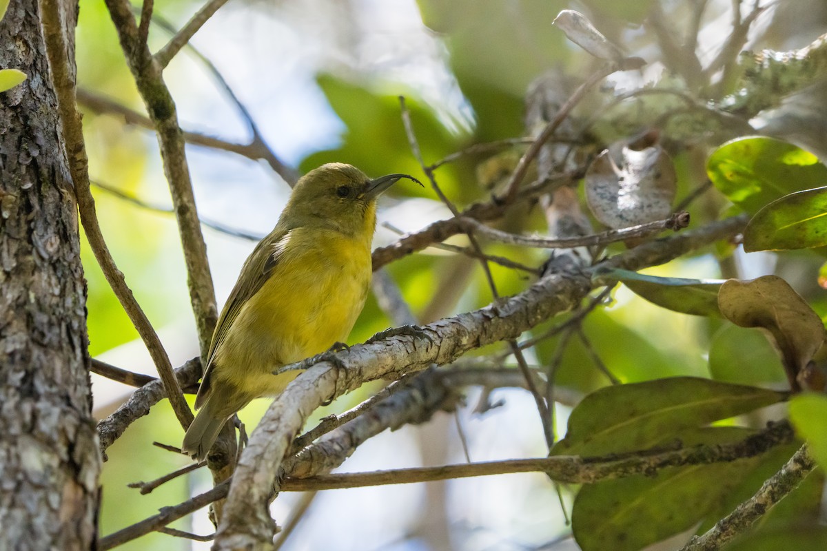 Hawaii-Sichelkleidervogel - ML620675699