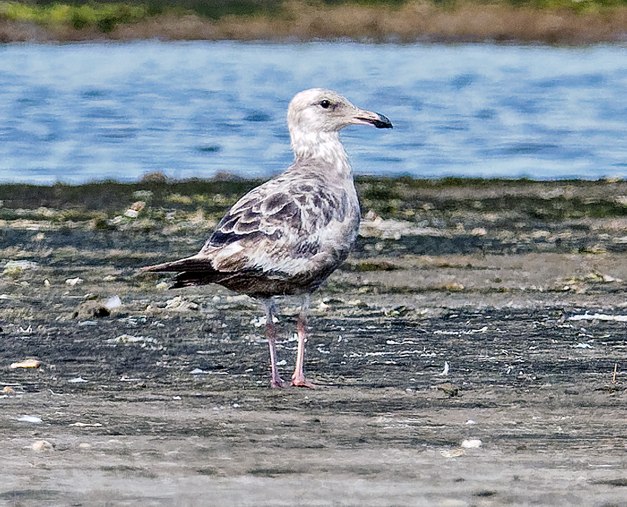 Goéland argenté - ML620675700