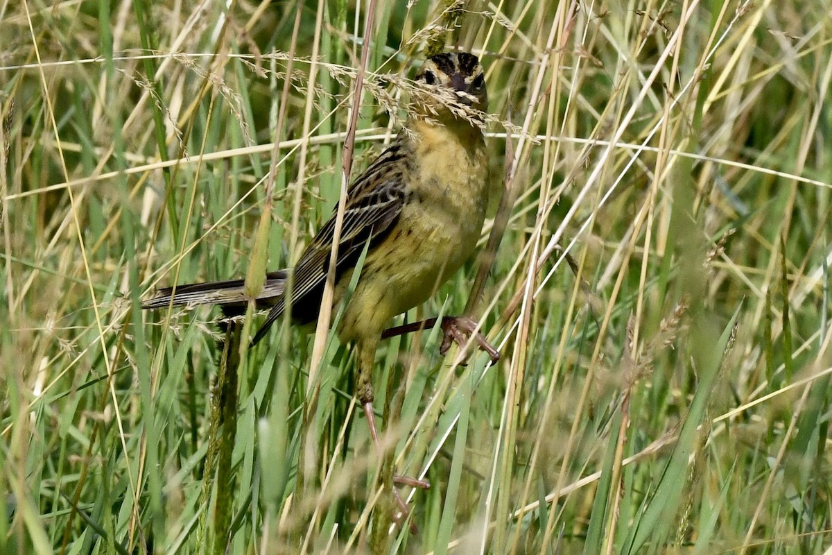 bobolink americký - ML620675702