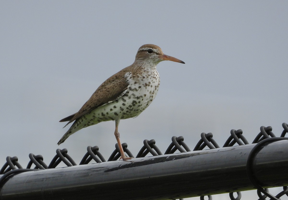 Spotted Sandpiper - ML620675704