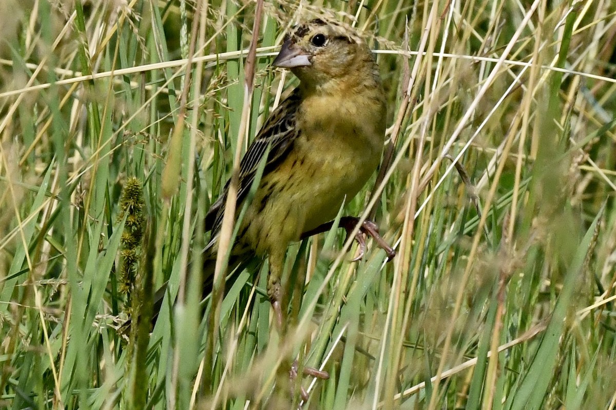 bobolink americký - ML620675707