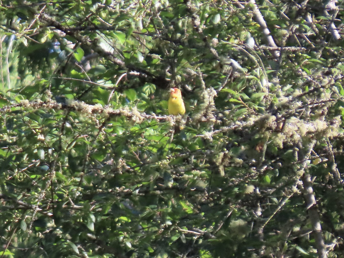 Western Tanager - ML620675708