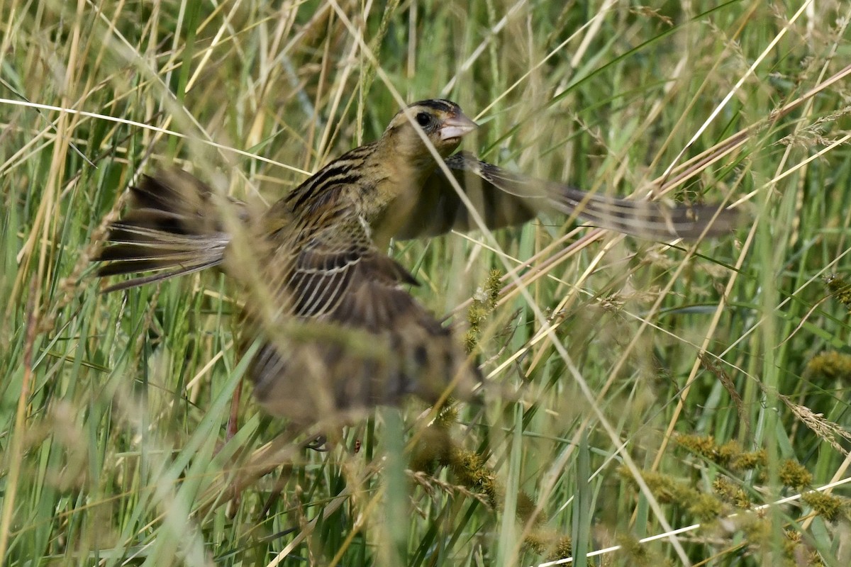 Bobolink - Stephen Broker