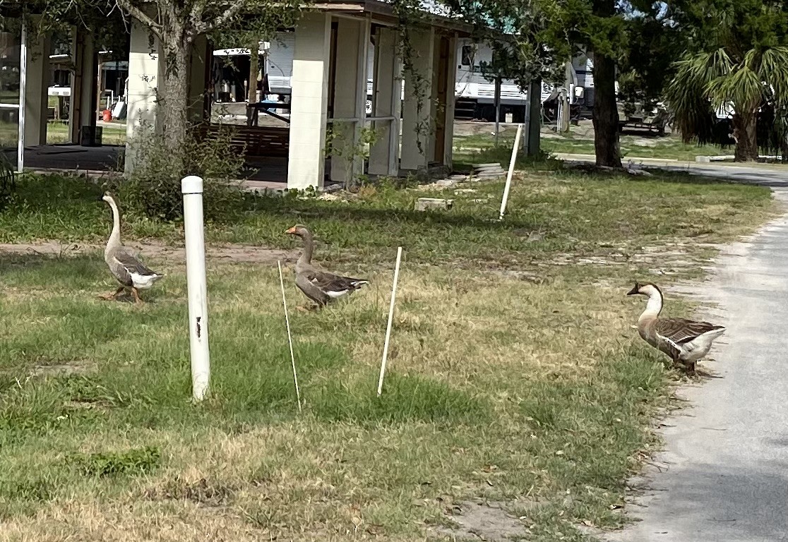 Graylag Goose (Domestic type) - adam zions