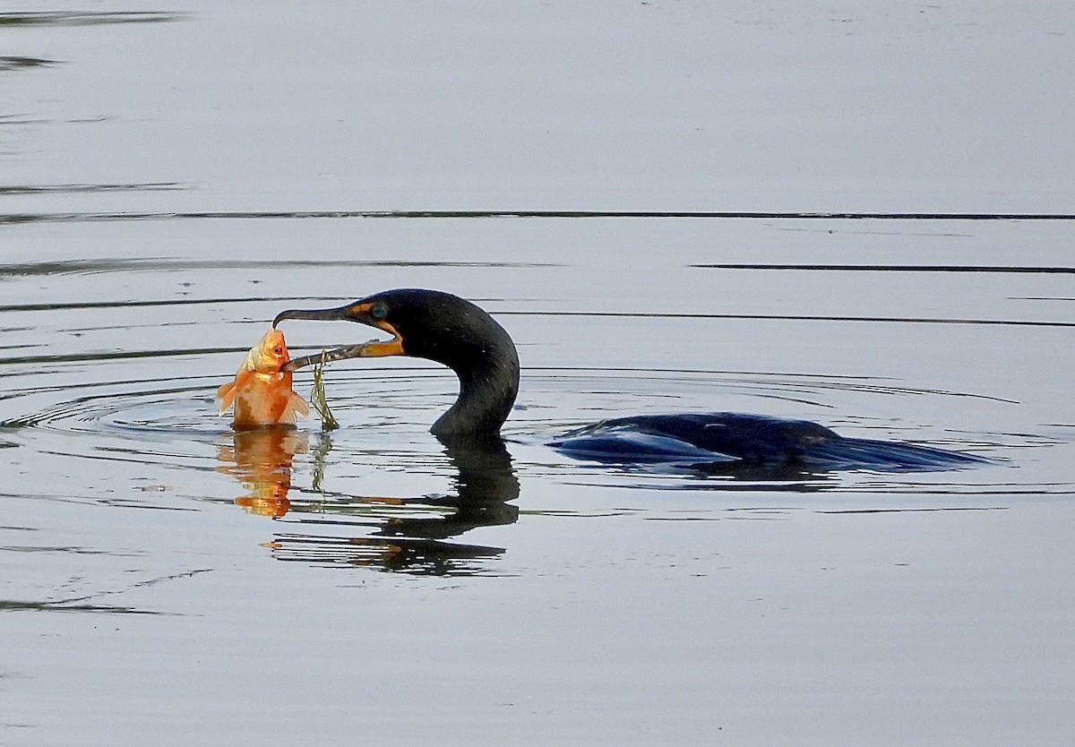 Double-crested Cormorant - ML620675715