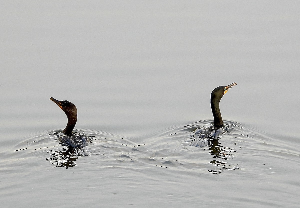 Double-crested Cormorant - ML620675716