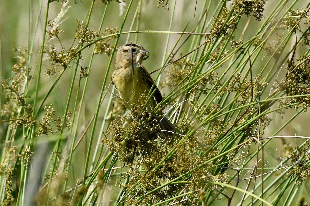 bobolink americký - ML620675717