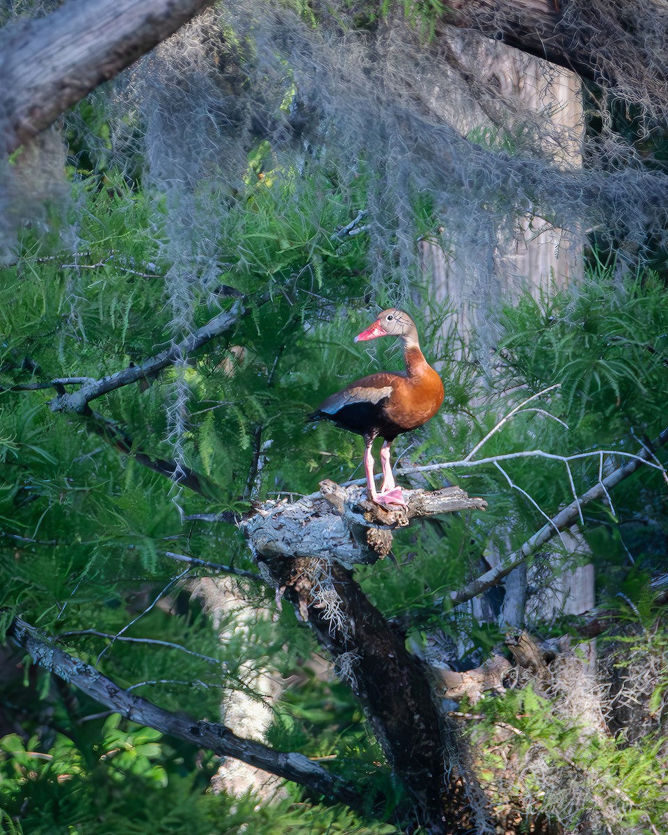 anatidé sp. (canard sp.) - ML620675718