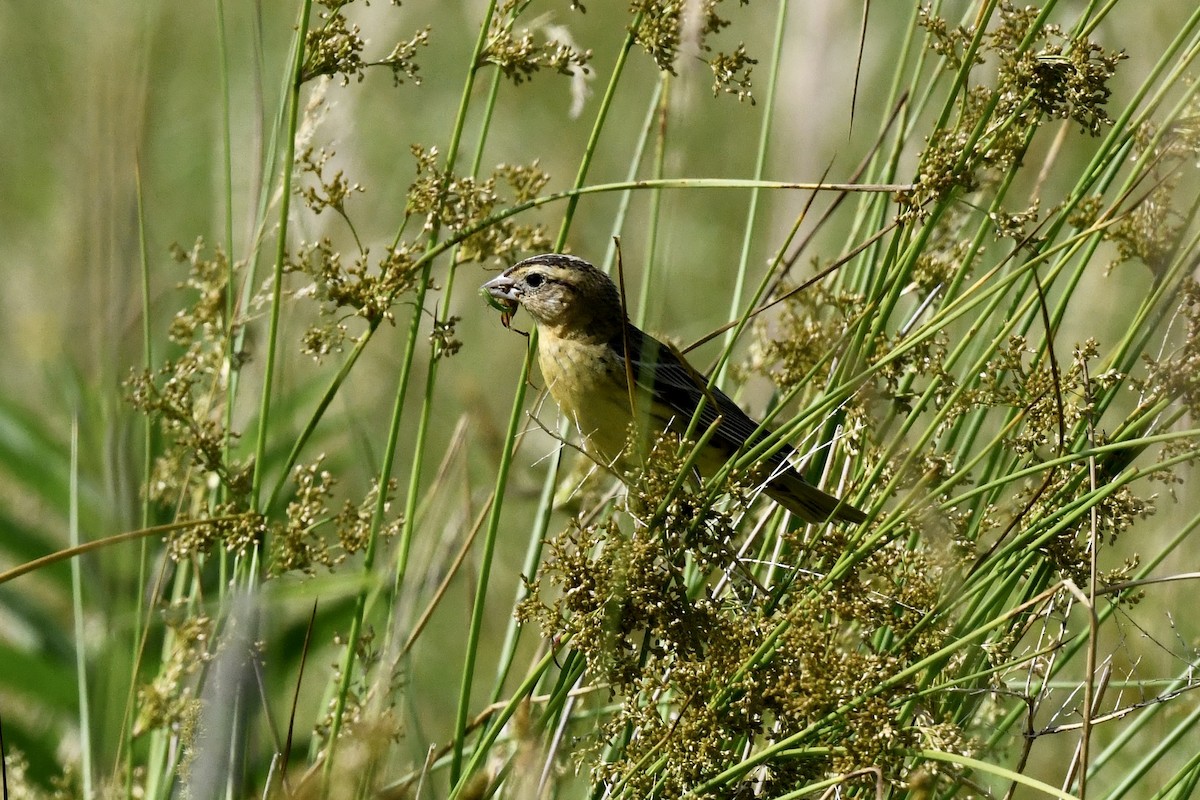 bobolink americký - ML620675722