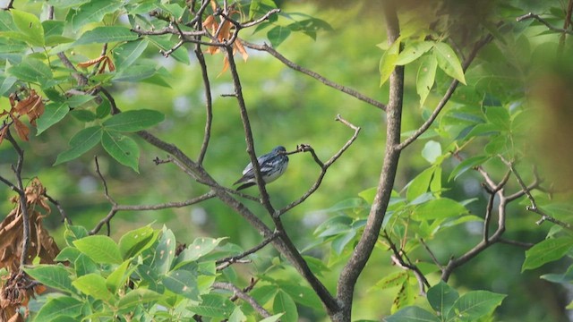 Cerulean Warbler - ML620675724
